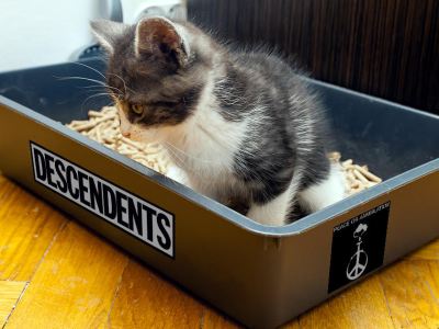 litter box, cat, toilet