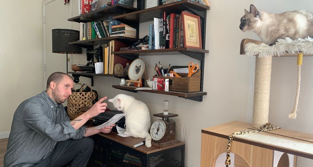 Homebound Worker’s Complaint About Cat Forwarded to HR, Who Is Just His Other Cat