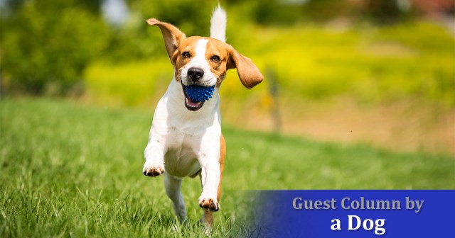 Opinion: Dog Owners Must Disclose Probability of Throwing Ball