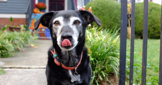 This Shelter Dog Looks Just Like Gene Simmons So We Are Putting It Down