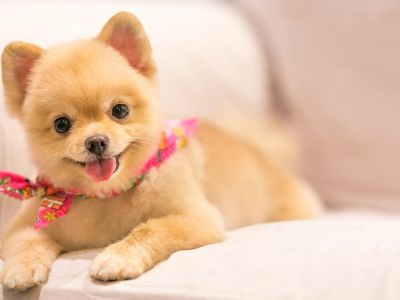 dog, racist, bark, instagram, famous, influencer, essay