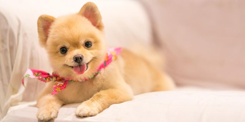 dog, racist, bark, instagram, famous, influencer, essay