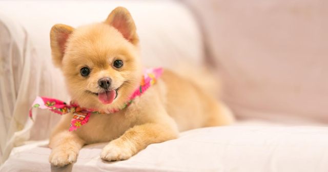 Instagram Famous Dog Pens 600-Word Apology for Barking at Black People in High School