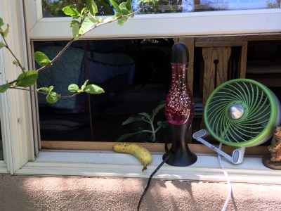 untucked, household, quarantine