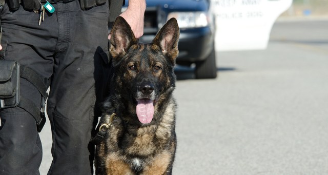 Police Dog Doesn’t See Color