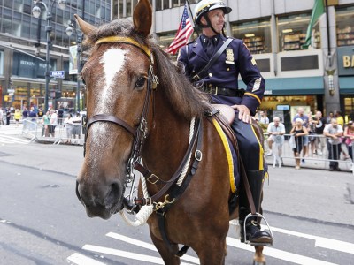 horse, police horse