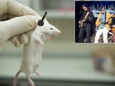 weezer, rats, music testing, lab test, human trials