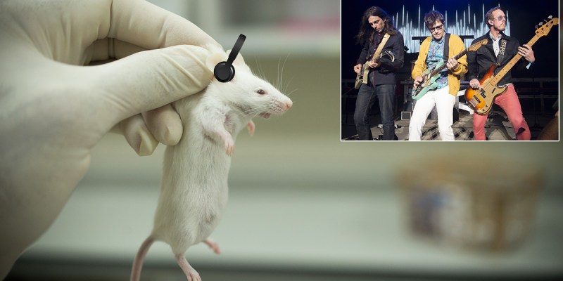 weezer, rats, music testing, lab test, human trials