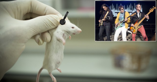 New Weezer Album Entering Human Trials After Promising Results from Tests on Rats