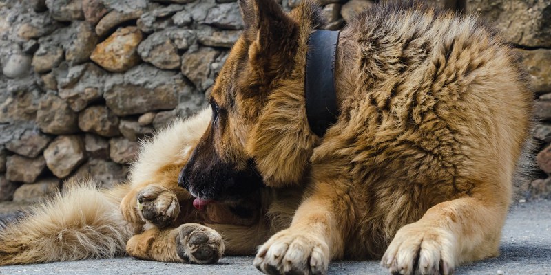 dog, dick, suck, blow job