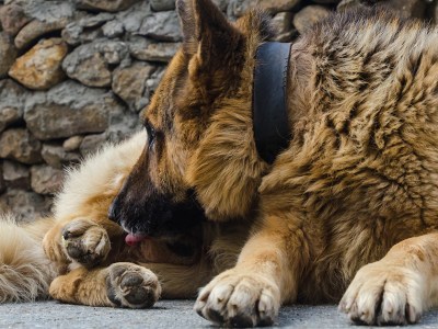 dog, dick, suck, blow job