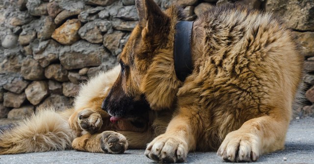 Dog Wasting Ability to Suck Own Dick by Just Cleaning It