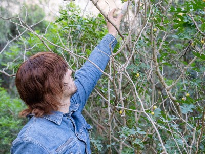 berries, berry, poison, vegan, woods, dead, sick