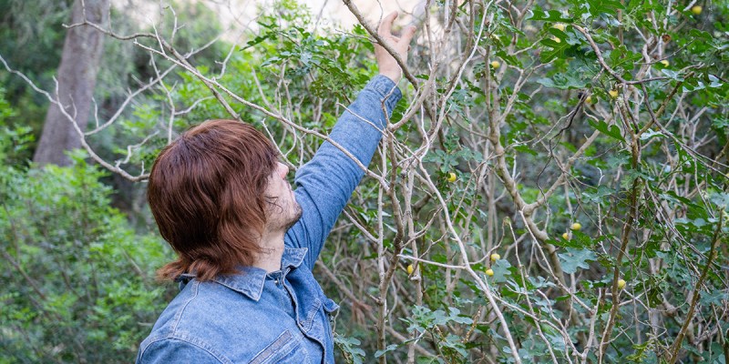 berries, berry, poison, vegan, woods, dead, sick