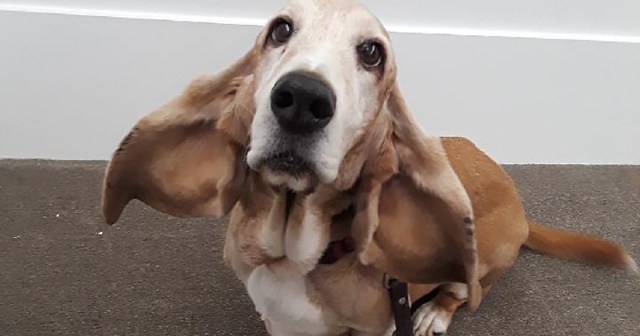 Will You Adopt This Dog Despite It’s Views on the #Metoo Movement?