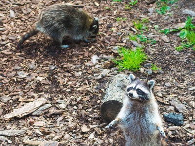 raccoons, food, gross, hungry, food, punks