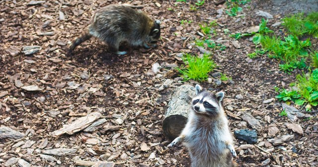 Racoons Near Group of Camping Punks Make Sure to Cover Food