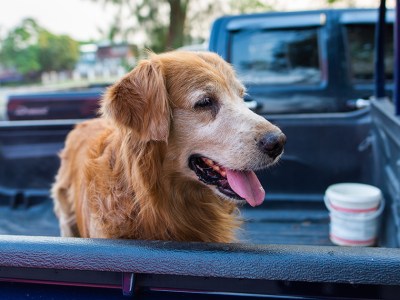 dog, death, execution, kill, die, pet, friend