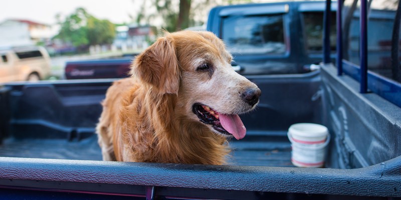 dog, death, execution, kill, die, pet, friend