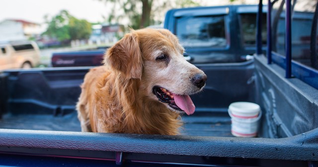 Dog Sent to Spacious Upstate Farm for Execution