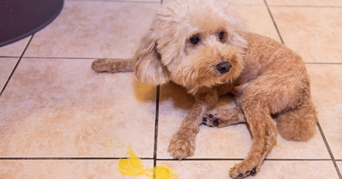 dog, sad, depressed, vomit, gross, puppy