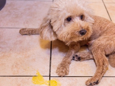 dog, sad, depressed, vomit, gross, puppy