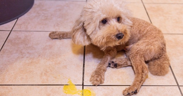 Depressed Dog Can’t Even Finish Pile of Vomit