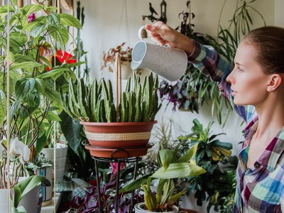 houseplants, overwatered, dying, drowning, sad, bored, quarantine