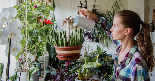 Overwatered Houseplants Hoping Woman Goes Back to Work Soon