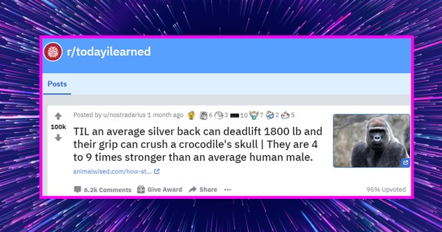 Our Writers Need a Day Off So Here’s a List of Some Reddit Comments