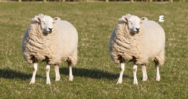 Geneticists Raise Ethical Questions After Successfully Creating Echo Fighter of Sheep