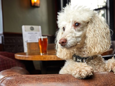 dog, grown up, mature, kids, annoying, disruptive, pet, animal, alcohol