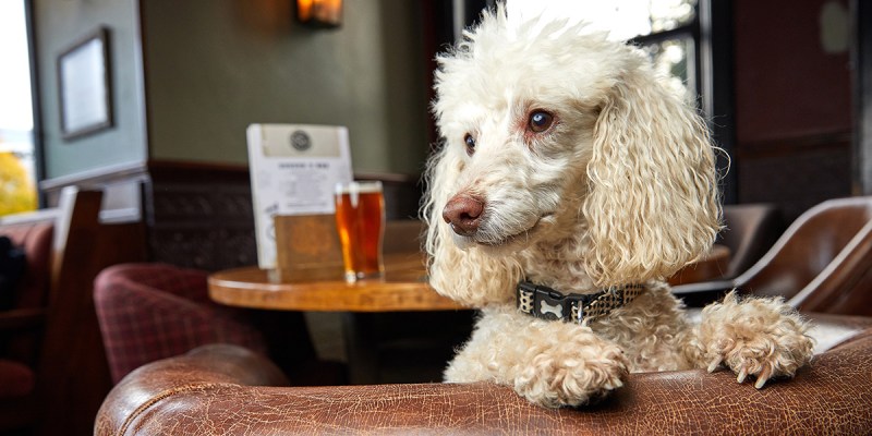 dog, grown up, mature, kids, annoying, disruptive, pet, animal, alcohol