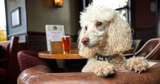 Dog Can’t Believe They Allow Kids in This Brewery