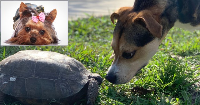 Heartbreaking: This Turtle and Dog Were Best Friends Until the Turtle Fucked the Dogs Wife