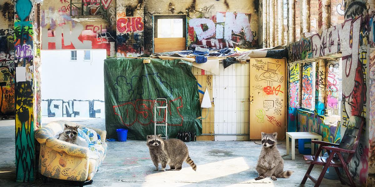 census, trump, raccoon