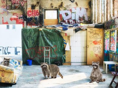 census, trump, raccoon