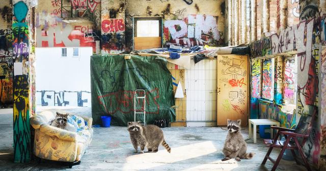 Census Bureau Reminds Crust Punks to Not Count Raccoons As Roommates
