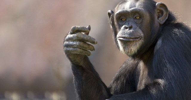 We Taught This Chimpanzee to Understand the American Political System and He Hanged Himself