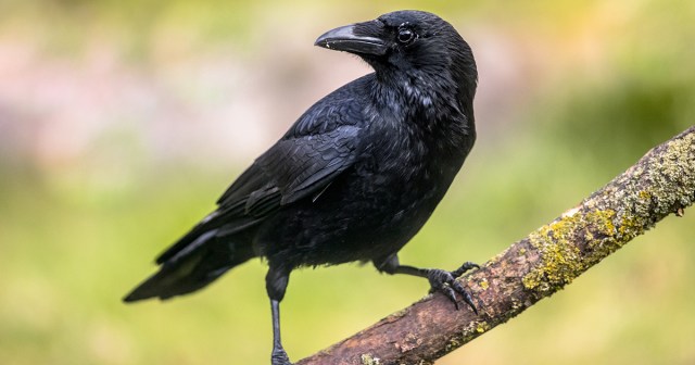 New Study Finds Crows Really Wish They Could Play Video Games