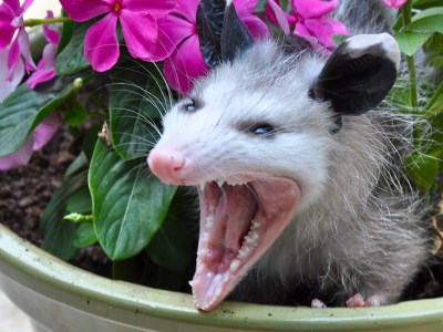 opposum, mouth, open, cute, ears, white, black, pink, flowers, animal