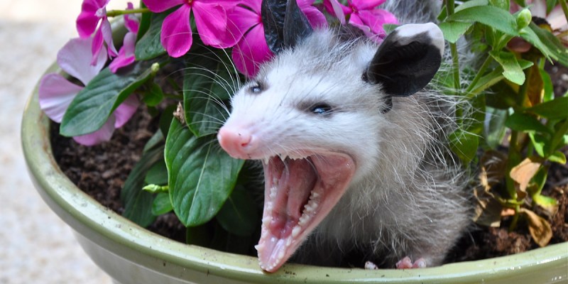 opposum, mouth, open, cute, ears, white, black, pink, flowers, animal