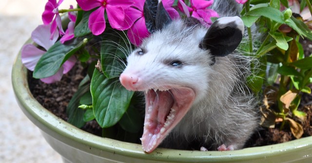 Punk House Cat Turns Out to be Opossum