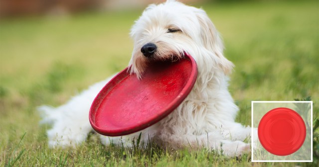 Dog Wastes Only Inventory Slot on Frisbee