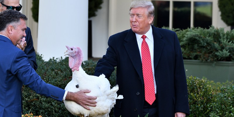 trump, turkey, pardon