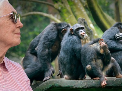 chimps, pink shirt, lady, old lady, monkeys, eat, delicious, glasses, gray hair, tree