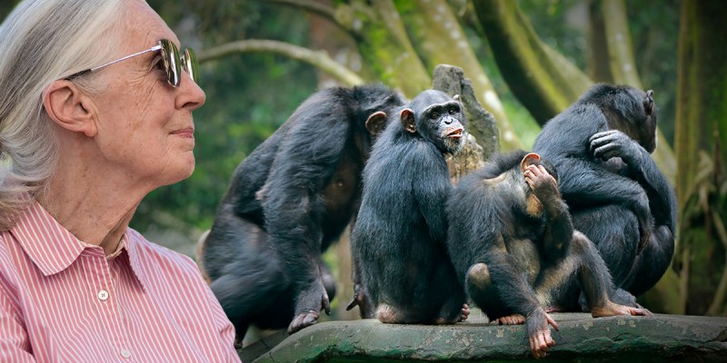 chimps, pink shirt, lady, old lady, monkeys, eat, delicious, glasses, gray hair, tree