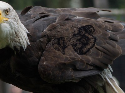 eagle, tattoo, wing, feather, bald eagle, white head, yellow beak, majestic, bird, prey, bird of prey