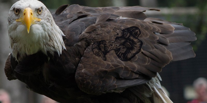 eagle, tattoo, wing, feather, bald eagle, white head, yellow beak, majestic, bird, prey, bird of prey
