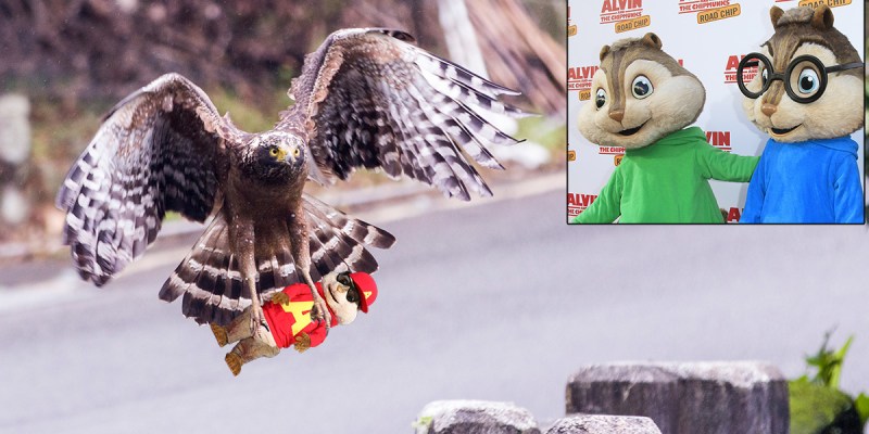 alvin, chipmunks, hawk